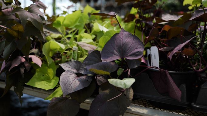 Get It Growing: Ornamental sweet potatoes can be edible, too